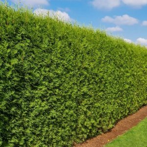 Tuja západná (Thuja occidentalis) ´BRABANT´ - výška 50-80 cm, kont. C3L